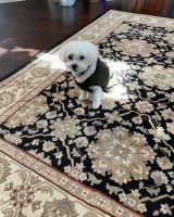 Maltipoo Puppies for sale in Round Rock, TX, USA. price: NA