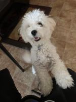 Maltipoo Puppies for sale in Round Rock, TX, USA. price: NA