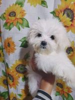 Maltipoo Puppies for sale in Austin, TX, USA. price: NA