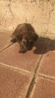 Maltipoo Puppies for sale in Bakersfield, CA 93306, USA. price: NA