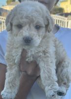 Maltipoo Puppies for sale in Los Angeles, CA, USA. price: NA