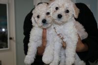 Maltipoo Puppies for sale in San Antonio, TX, USA. price: NA