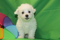 Maltipoo Puppies for sale in Fort Wayne, IN, USA. price: NA