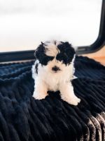 Maltipoo Puppies for sale in Houston, TX, USA. price: NA