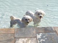 Maltipoo Puppies for sale in Jupiter, FL, USA. price: NA