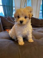 Maltipoo Puppies for sale in Fort Myers, FL, USA. price: NA