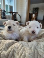 Maltipoo Puppies for sale in Brainerd, MN 56401, USA. price: NA