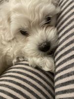 Maltipoo Puppies for sale in Hudson, NH 03051, USA. price: NA