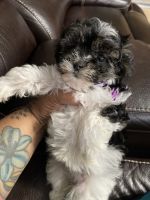 Maltipoo Puppies for sale in Greenville, SC, USA. price: NA