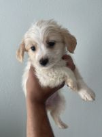 Maltipoo Puppies for sale in Orlando, FL, USA. price: NA