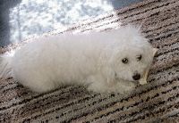 Maltipoo Puppies for sale in Sanford, NC, USA. price: NA