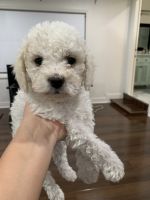 Maltipoo Puppies for sale in Anaheim, CA, USA. price: NA