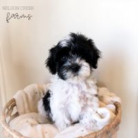 Maltipoo Puppies for sale in Houston, TX, USA. price: NA