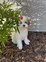Maltipoo Puppies for sale in Henderson, NV 89015, USA. price: NA