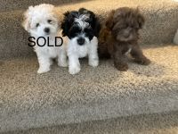 Maltipoo Puppies for sale in Preston, ID 83263, USA. price: NA