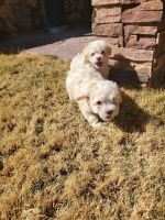 Maltipoo Puppies for sale in El Paso, TX, USA. price: NA
