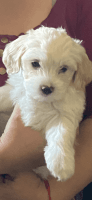 Maltipoo Puppies for sale in Fresno County, CA, USA. price: NA