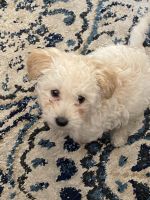 Maltipoo Puppies for sale in Grand Junction, CO, USA. price: NA