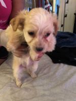 Maltipoo Puppies for sale in Arlington, TX 76010, USA. price: NA