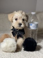 Maltipoo Puppies for sale in San Diego, CA, USA. price: NA