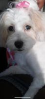 Maltipoo Puppies for sale in Long Beach, CA 90805, USA. price: NA