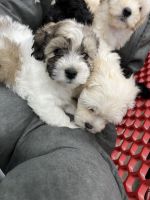 Maltipoo Puppies for sale in Willis, TX, USA. price: NA