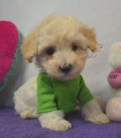 Maltipoo Puppies for sale in Rochester, MN, USA. price: NA