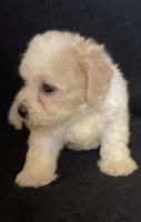 Maltipoo Puppies for sale in Stockbridge, GA, USA. price: NA