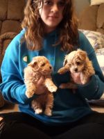 Maltipoo Puppies for sale in Columbus, NE 68601, USA. price: NA