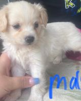 Maltipoo Puppies for sale in Adelanto, CA, USA. price: NA