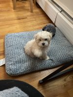 Maltipoo Puppies for sale in Manchester, CT, USA. price: NA