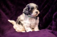 Maltipoo Puppies for sale in Murrieta, CA 92563, USA. price: NA