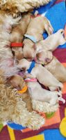Maltipoo Puppies for sale in Cypress, TX, USA. price: NA