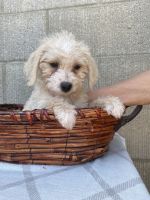 Maltipoo Puppies for sale in 93313 District Blvd, Bakersfield, CA 93313, USA. price: NA