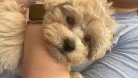 Maltipoo Puppies for sale in Davenport, FL, USA. price: NA
