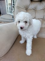 Maltipoo Puppies for sale in Las Vegas, NV, USA. price: NA