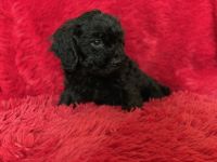 Maltipoo Puppies for sale in Whittier, CA, USA. price: NA