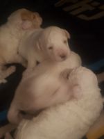 Maltipoo Puppies for sale in Riverside, CA 92501, USA. price: NA