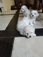 Maltipoo Puppies for sale in Elk Grove, CA, USA. price: NA