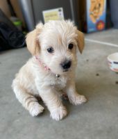 Maltipoo Puppies for sale in 2305 Ellesmere Loop, Roseville, CA 95747, USA. price: NA
