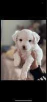 Maltipoo Puppies for sale in 10651 W Olive Ave, Peoria, AZ 85345, USA. price: NA