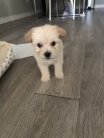 Maltipoo Puppies for sale in Rancho San Diego, CA, USA. price: NA