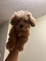 Maltipoo Puppies for sale in Riverside, CA, USA. price: NA