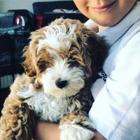 Maltipoo Puppies for sale in Oakwood, CA 90004, USA. price: NA