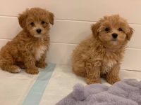 Maltipoo Puppies for sale in Melrose Ave, West Hollywood, CA, USA. price: NA