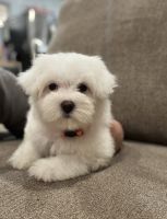 Maltipoo Puppies for sale in Chattanooga, TN, USA. price: NA