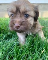 Maltipoo Puppies for sale in Lebanon, OH 45036, USA. price: NA
