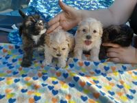 Maltipoo Puppies for sale in Fontana, CA, USA. price: NA