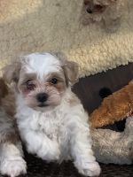 Maltipoo Puppies for sale in Zephyrhills, FL, USA. price: NA