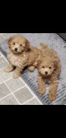 Maltipoo Puppies for sale in Crest Hill, IL, USA. price: NA